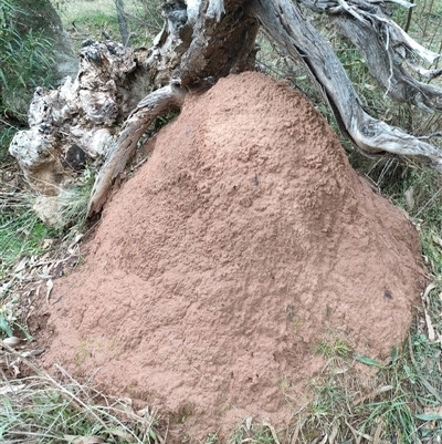 Nasutitermes exitiosus (Snouted termite, Gluegun termite) at Watson, ACT - 4 Jun 2024 by AaronClausen