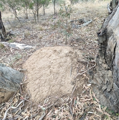 Nasutitermes exitiosus (Snouted termite, Gluegun termite) at Watson, ACT - 4 Jun 2024 by AaronClausen