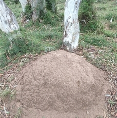 Nasutitermes exitiosus (Snouted termite, Gluegun termite) at Watson, ACT - 4 Jun 2024 by AaronClausen