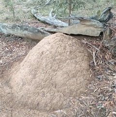 Nasutitermes exitiosus (Snouted termite, Gluegun termite) at Watson, ACT - 4 Jun 2024 by AaronClausen