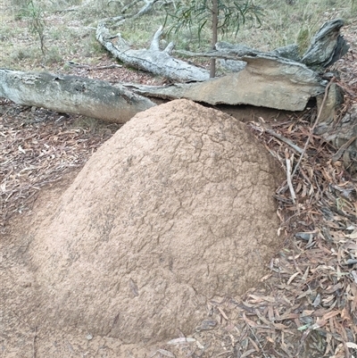Nasutitermes exitiosus (Snouted termite, Gluegun termite) at Watson, ACT - 5 Jun 2024 by DonFletcher