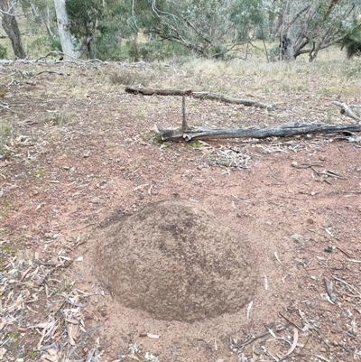 Nasutitermes exitiosus (Snouted termite, Gluegun termite) at Watson, ACT - 5 Jun 2024 by DonFletcher