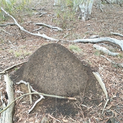 Nasutitermes exitiosus (Snouted termite, Gluegun termite) at Watson, ACT - 5 Jun 2024 by DonFletcher