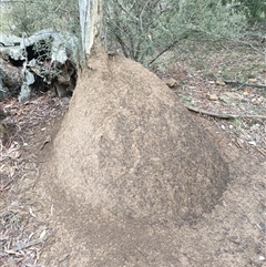 Nasutitermes exitiosus (Snouted termite, Gluegun termite) at Watson, ACT - 5 Jun 2024 by DonFletcher