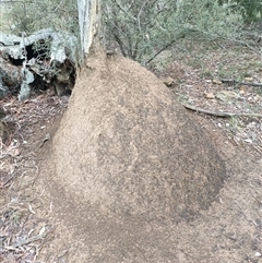 Nasutitermes exitiosus (Snouted termite, Gluegun termite) at Watson, ACT - 4 Jun 2024 by AaronClausen