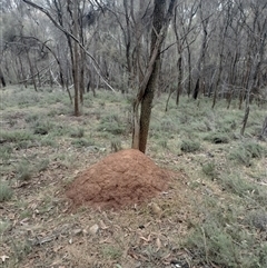 Nasutitermes exitiosus (Snouted termite, Gluegun termite) at Ainslie, ACT - 4 Jun 2024 by AaronClausen