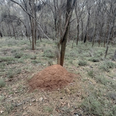 Nasutitermes exitiosus (Snouted termite, Gluegun termite) at Ainslie, ACT - 5 Jun 2024 by DonFletcher