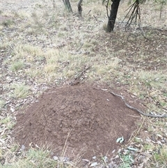 Nasutitermes exitiosus (Snouted termite, Gluegun termite) at Watson, ACT - 5 Jun 2024 by DonFletcher