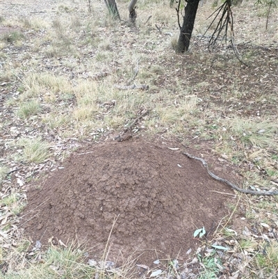 Nasutitermes exitiosus (Snouted termite, Gluegun termite) at Watson, ACT - 5 Jun 2024 by DonFletcher