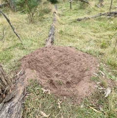 Nasutitermes exitiosus (Snouted termite, Gluegun termite) at Hackett, ACT - 4 Jun 2024 by AaronClausen