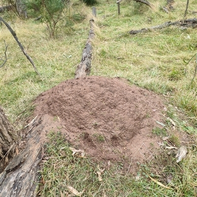 Nasutitermes exitiosus (Snouted termite, Gluegun termite) at Hackett, ACT - 5 Jun 2024 by DonFletcher
