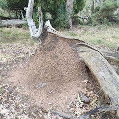 Nasutitermes exitiosus (Snouted termite, Gluegun termite) at Watson, ACT - 4 Jun 2024 by AaronClausen