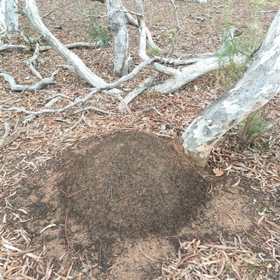 Nasutitermes exitiosus (Snouted termite, Gluegun termite) at Watson, ACT - 4 Jun 2024 by AaronClausen