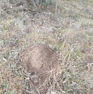 Nasutitermes exitiosus at Watson, ACT - 5 Jun 2024