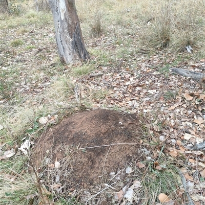 Nasutitermes exitiosus (Snouted termite, Gluegun termite) at Watson, ACT - 4 Jun 2024 by AaronClausen