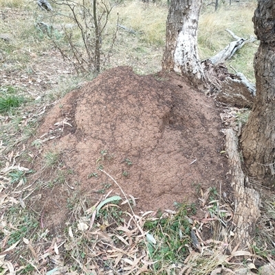 Nasutitermes exitiosus (Snouted termite, Gluegun termite) at Watson, ACT - 4 Jun 2024 by AaronClausen