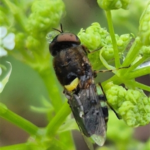 Odontomyia hunteri (Soldier fly) at Bungendore, NSW by clarehoneydove