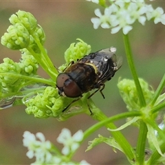 Odontomyia hunteri at Bungendore, NSW - suppressed