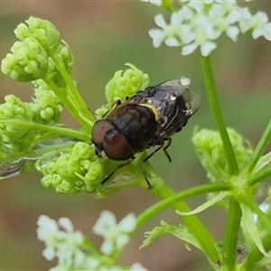 Odontomyia hunteri at Bungendore, NSW - 17 Nov 2024