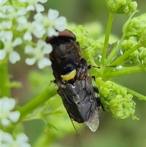 Odontomyia hunteri at Bungendore, NSW - suppressed