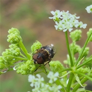 Odontomyia hunteri at Bungendore, NSW - 17 Nov 2024