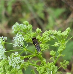 Odontomyia hunteri at Bungendore, NSW - suppressed