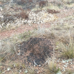 Nasutitermes exitiosus at Watson, ACT - suppressed