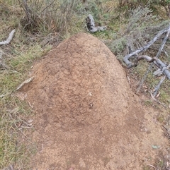 Nasutitermes exitiosus (Snouted termite, Gluegun termite) at Hackett, ACT - 5 Jun 2024 by AaronClausen