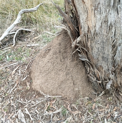 Nasutitermes exitiosus (Snouted termite, Gluegun termite) at Hackett, ACT - 5 Jun 2024 by AaronClausen