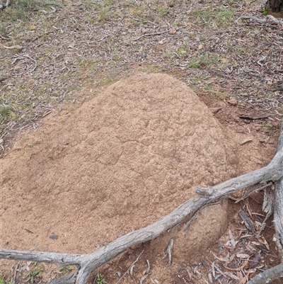 Nasutitermes exitiosus (Snouted termite, Gluegun termite) at Hackett, ACT - 5 Jun 2024 by AaronClausen