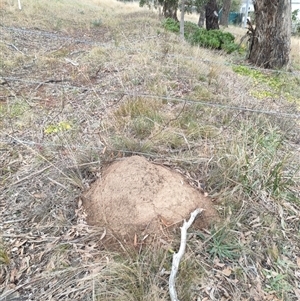 Nasutitermes exitiosus at Hackett, ACT - 5 Jun 2024