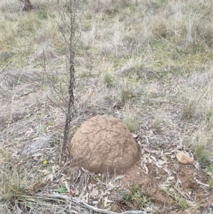 Nasutitermes exitiosus at Hackett, ACT - suppressed