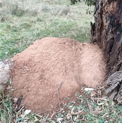 Nasutitermes exitiosus (Snouted termite, Gluegun termite) at Hackett, ACT - 5 Jun 2024 by AaronClausen