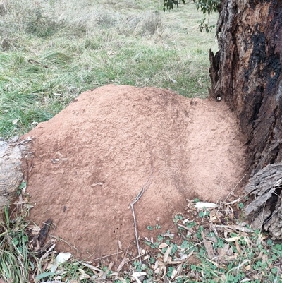 Nasutitermes exitiosus (Snouted termite, Gluegun termite) at Hackett, ACT - 5 Jun 2024 by AaronClausen