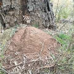 Nasutitermes exitiosus (Snouted termite, Gluegun termite) at Hackett, ACT - 5 Jun 2024 by AaronClausen