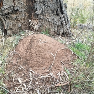 Nasutitermes exitiosus at Hackett, ACT - suppressed