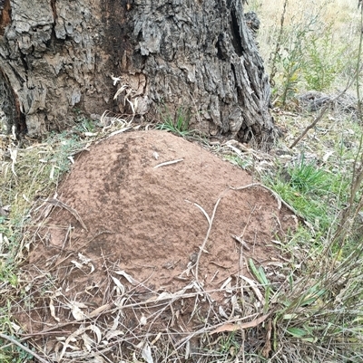 Nasutitermes exitiosus (Snouted termite, Gluegun termite) at Hackett, ACT - 5 Jun 2024 by AaronClausen