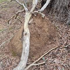 Nasutitermes exitiosus (Snouted termite, Gluegun termite) at Hackett, ACT - 5 Jun 2024 by AaronClausen