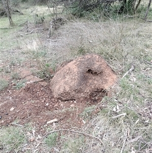 Nasutitermes exitiosus at Ainslie, ACT - suppressed