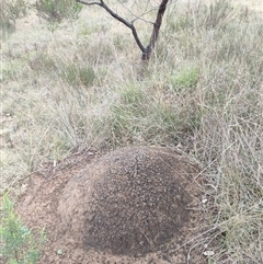 Nasutitermes exitiosus (Snouted termite, Gluegun termite) at Hackett, ACT - 5 Jun 2024 by AaronClausen