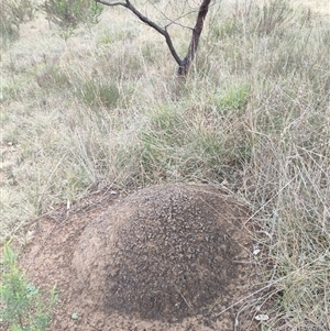 Nasutitermes exitiosus at Hackett, ACT - suppressed