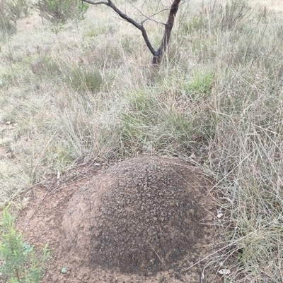 Nasutitermes exitiosus (Snouted termite, Gluegun termite) at Hackett, ACT - 5 Jun 2024 by AaronClausen