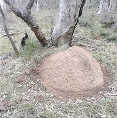 Nasutitermes exitiosus (Snouted termite, Gluegun termite) at Hackett, ACT - 5 Jun 2024 by AaronClausen