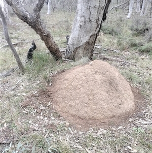 Nasutitermes exitiosus at Hackett, ACT - 5 Jun 2024