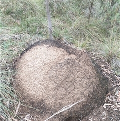 Nasutitermes exitiosus (Snouted termite, Gluegun termite) at Hackett, ACT - 5 Jun 2024 by AaronClausen