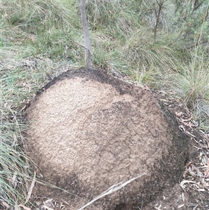 Nasutitermes exitiosus at Hackett, ACT - 5 Jun 2024