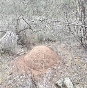 Nasutitermes exitiosus at Hackett, ACT - suppressed