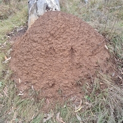 Nasutitermes exitiosus (Snouted termite, Gluegun termite) at Hackett, ACT - 5 Jun 2024 by AaronClausen