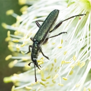 Eleale aspera (Clerid beetle) at Googong, NSW by WHall