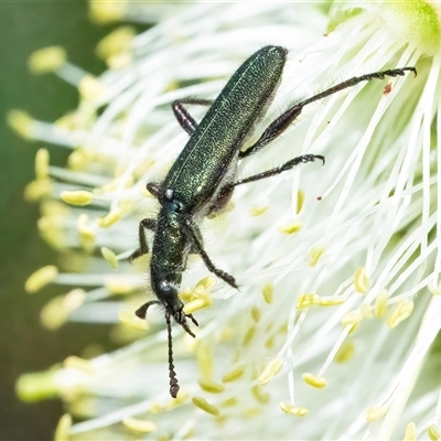 Eleale aspera (Clerid beetle) at Googong, NSW - 9 Nov 2024 by WHall